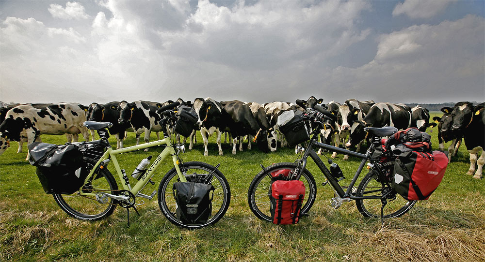 Santos travemasters between the Dutch cows