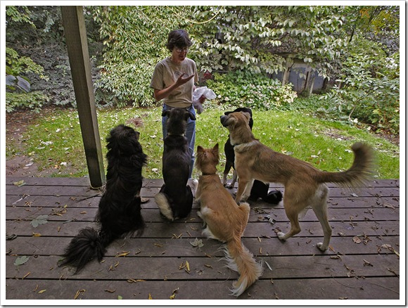 _MG_1033-Barbara-dogs-agassiz