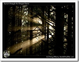 Sunset through the Oregon Forest