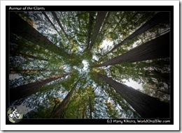 Avenue of the Giants