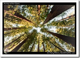 Avenue of the Giants