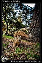 Fat Squirrel in Berkeley