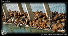 Seal parking