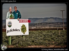 Artichokes grow here