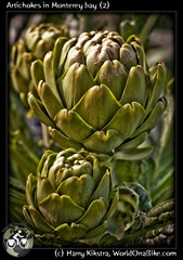 Artichokes in Monterey bay (2)