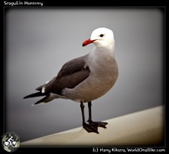 Seagull in Monterey