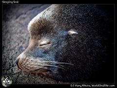 Sleeping Seal