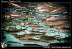 Monterey Aquarium fishies