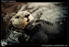 Seaotter in aquarium