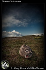 Elephant Seal weaner