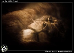 Sad lion, MGM Grand