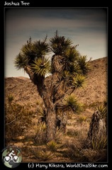 Joshua Tree