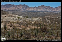 Ivana in the Catavina desert (4)