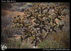 Cactus, Baja, Mexico