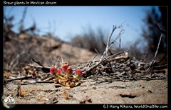 Brave plants in Mexican desert