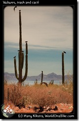 Vultures, trash and cacti