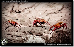 Crabs on small island near Juncalito