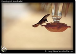 Hummingbird, Juncalito (3)