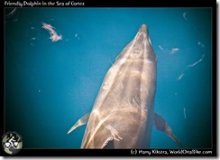 Friendly Dolphin in the Sea of Cortez
