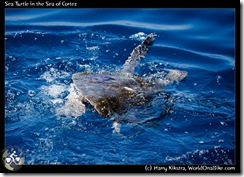 Sea Turtle in the Sea of Cortez