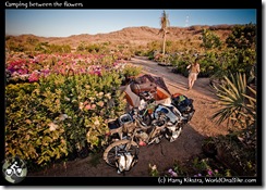 Camping between the flowers