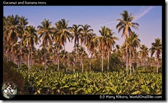 Coconut and banana trees