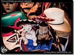 Pedro and Pablito go mariachi, Valladolid