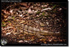 Wish Willy in Coba forest (2)