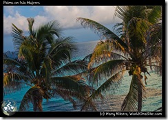 Palms on Isla Mujeres