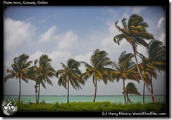 Palm trees, Corozal, Belize