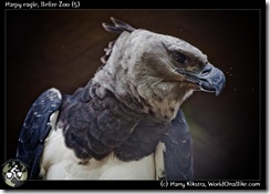 Harpy eagle, Belize Zoo (5)