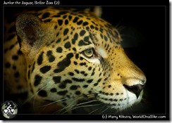 Junior the Jaguar, Belize Zoo (2)