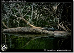 Baby crocodile, New River, Belize