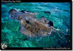 Stingray alley, Caye Caulker