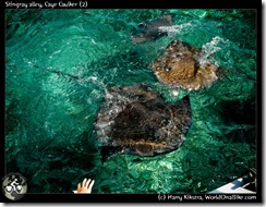 Stingray alley, Caye Caulker (2)